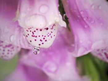 Close-up of waterdrop on pink flower