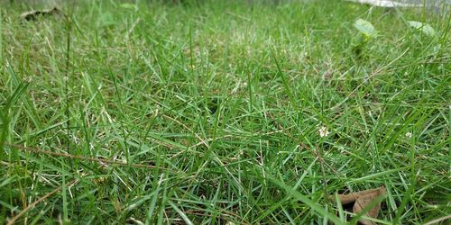 High angle view of grass growing on field