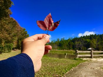 Close-up of hand holding maple leaf on field against blue sky