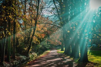Road amidst trees during autumn