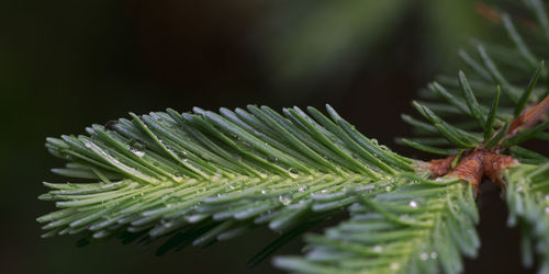 Close-up of wet plant leaves