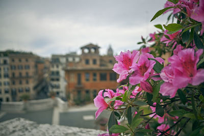 Close-up of pink flowering plant against sky