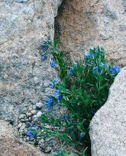 High angle view of flowers blooming on rock