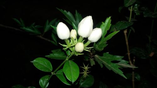 Close-up of white flowers on plant