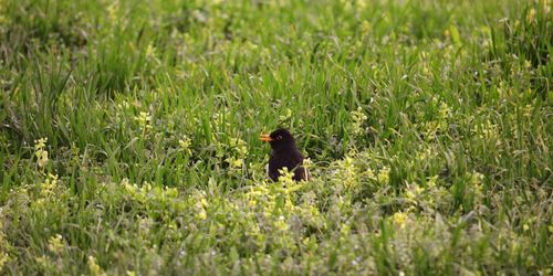 Blackbird perching on field
