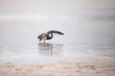 Tricolored heron egretta tricolor forages for fish in an estuary before tigertail beach