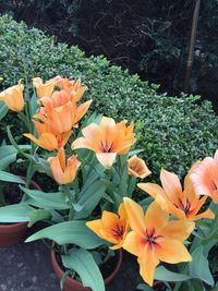 Close-up of flowers blooming outdoors