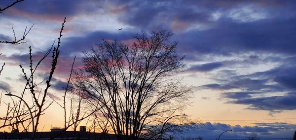 Low angle view of silhouette bare tree against sky during sunset