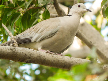 Close-up of bird perching on branch