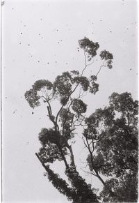 Low angle view of tree against sky