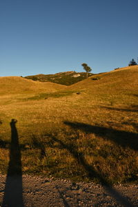 Shadow of tree on field against clear blue sky
