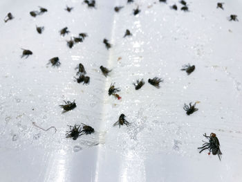 High angle view of insect on snow