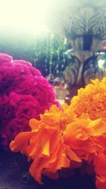 Close-up of flowers against blurred background