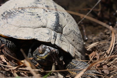 Close-up of a turtle on ground