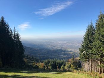 Scenic view of pine trees against sky