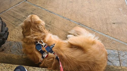 High angle view of a dog