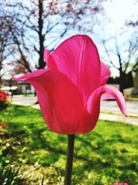 Close-up of pink rose