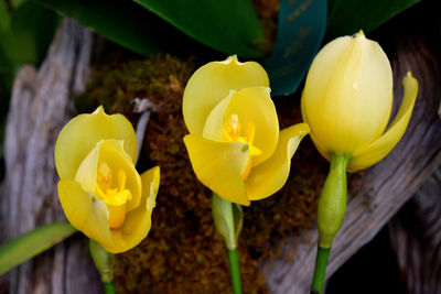 Close-up of yellow flowers growing on tree