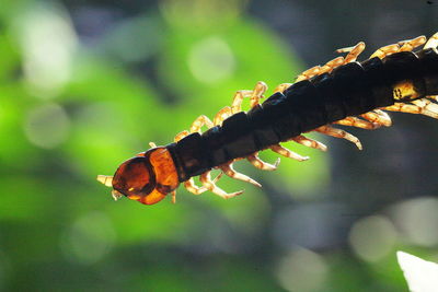 Close-up of insect on plant