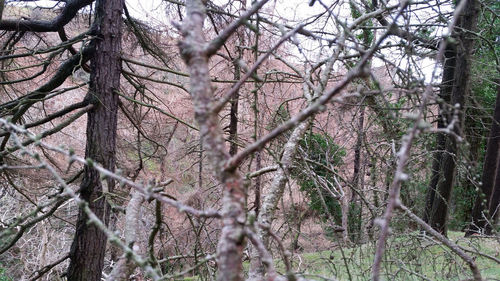 Bare trees in forest