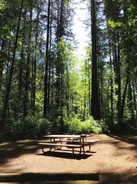 Empty bench by trees in forest