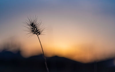 A dry foxtail grass in sunset