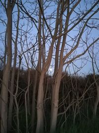 Low angle view of bare trees against sky