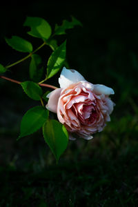 Close-up of rose plant