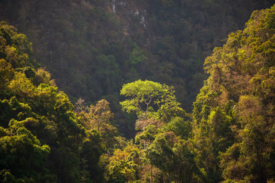 Plants and trees in forest