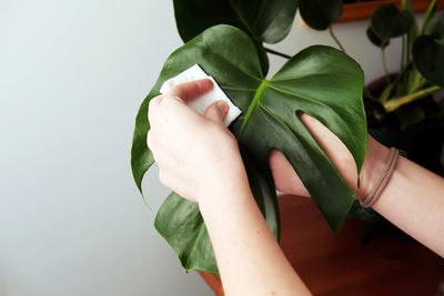 Close-up of woman hand holding leaves