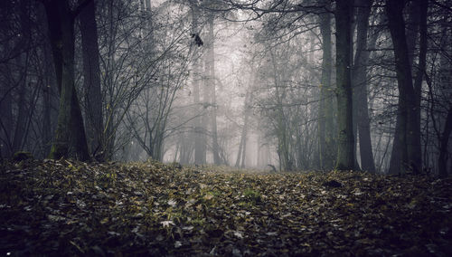 Plants and trees in forest