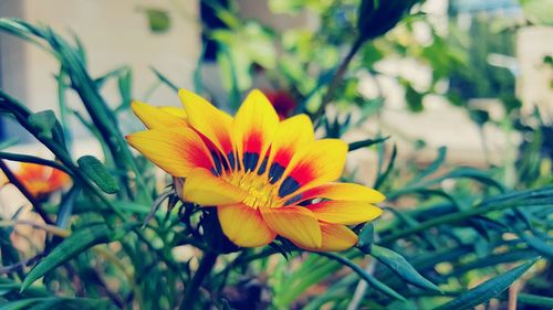 Close-up of yellow flower