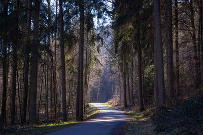 Road amidst trees in forest