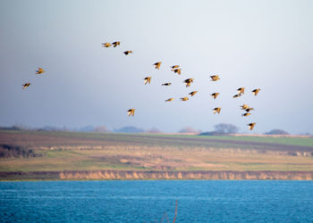 Flock of birds flying in the sky