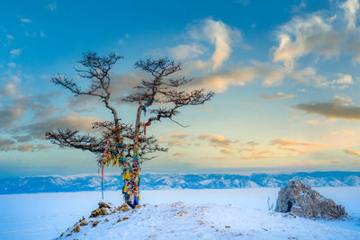 Tree on snow covered field against sky during sunset