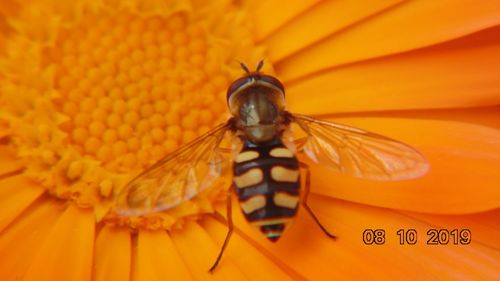 Close-up of insect on orange flower