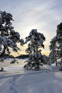 Trees on snow covered land against sky during sunset