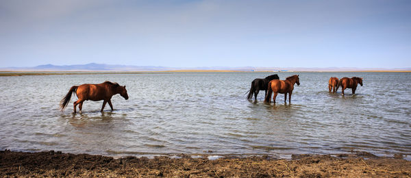 Horses on beach against clear sky