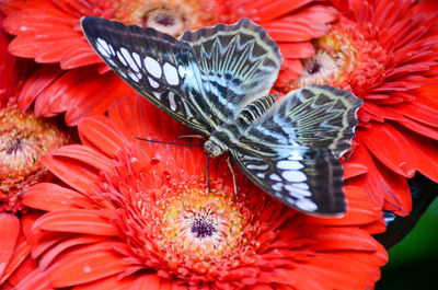 Close-up of butterfly on red flower