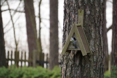 Great tit perching on birdhouse in park