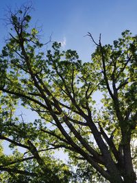 Low angle view of tree against sky