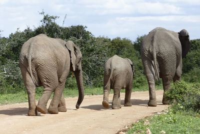 Elephants walking on field in forest