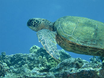 Close-up of turtle in sea