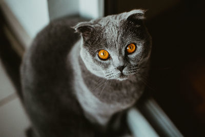 Close-up portrait of a cat