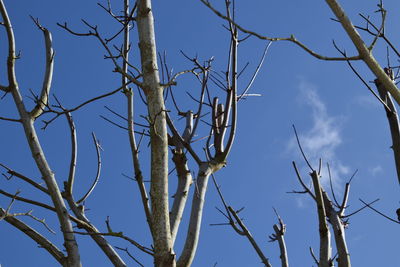 Low angle view of bare tree against blue sky