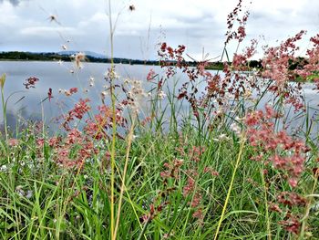 Plants growing by lake against sky