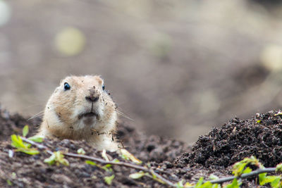 Surface level of marmot on field