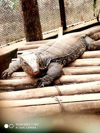 High angle view of lizard on wood