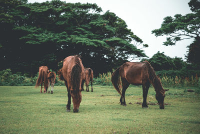 Horses grazing on field