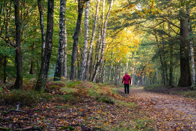 Man with red jacket hiking in the forest, speulderbos, the netherlands.